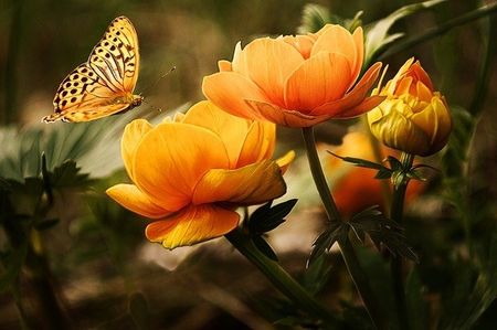 Beautiful Flower — Redlands, CA — Beloved Foundation