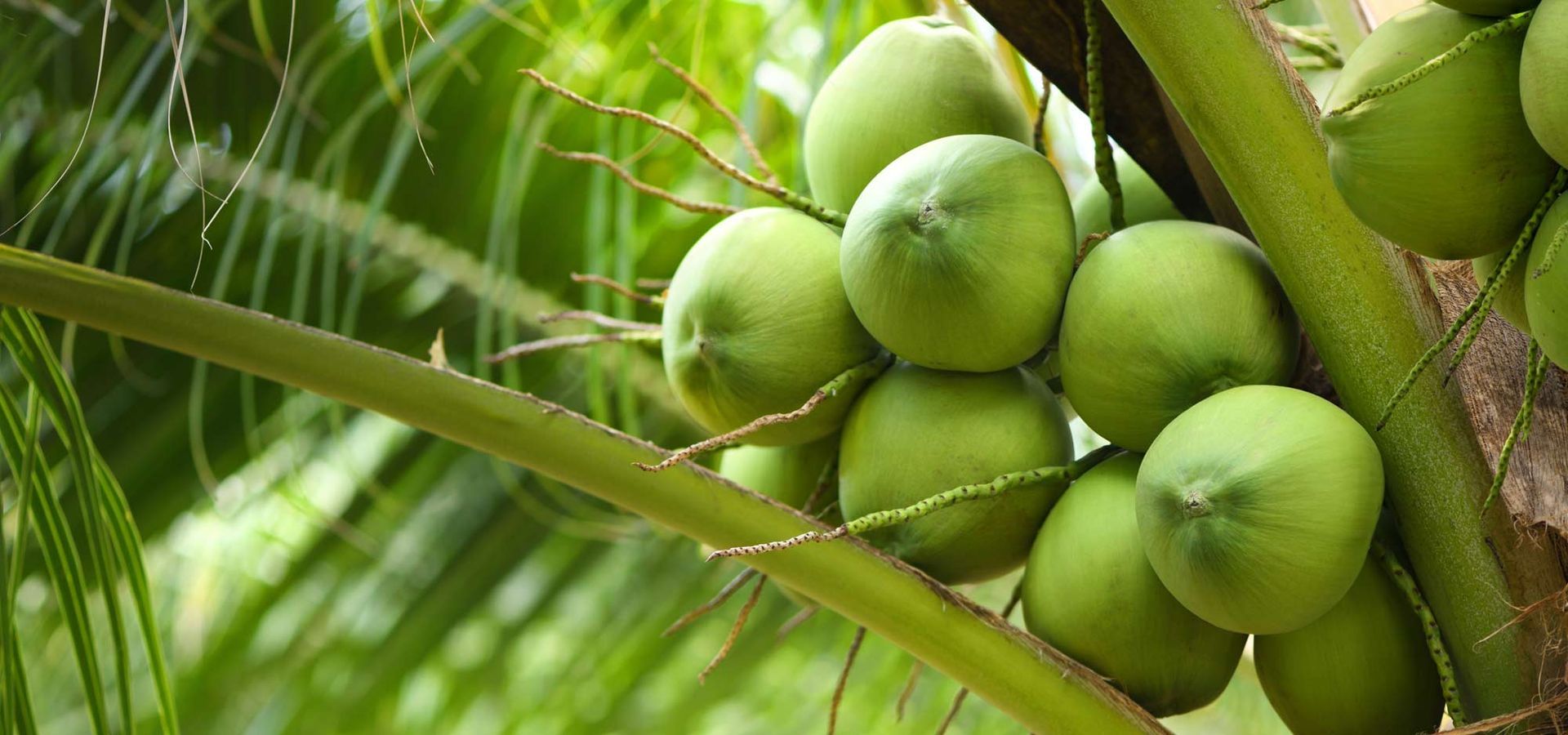 A bunch of green coconuts hanging from a coconut tree. Coconut Water Health Benefits