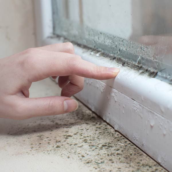 Stachybotrys chartarum also known as 'black mold
