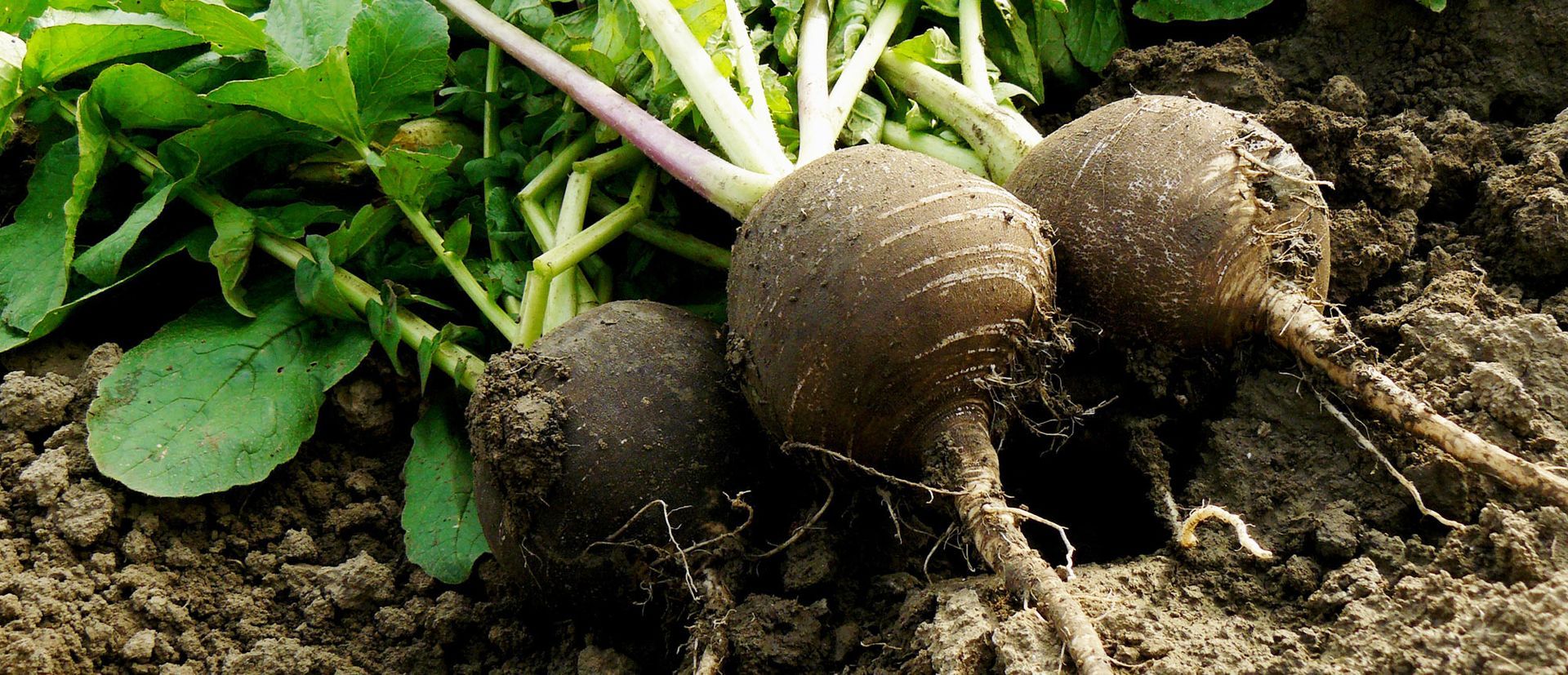 Spanish Black Radish Health Benefits by Dr. Alicia Armitstead. Learn about Spanish Black Radish supplements from my visit to the Standard Process Farm.