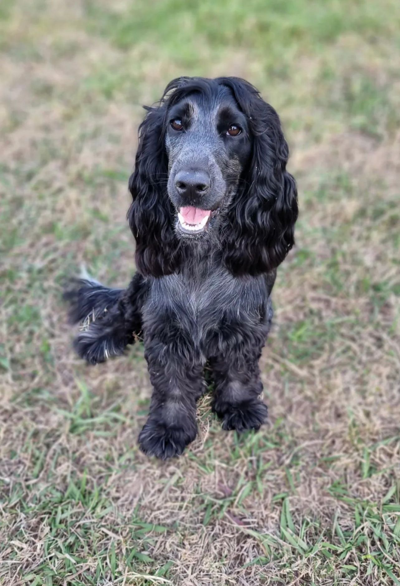 Cocker Spaniel looking happy at Dog Education Centre