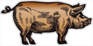 A brown and black pig is standing on a white background.