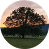 Bill's Tree & Landscaping Logo - Large Tree in a Field in Front of a Sunset and a Mountain