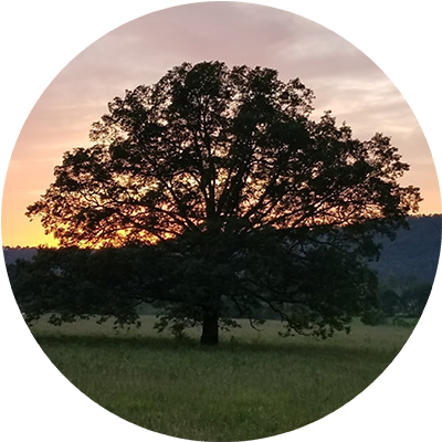 Bill's Tree & Landscaping Logo - Large Tree in a Field in Front of a Sunset and a Mountain