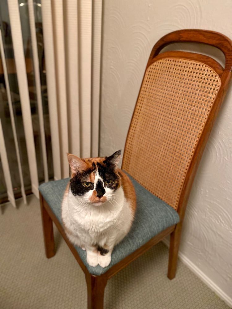 A calico cat is sitting on a chair in front of a window.