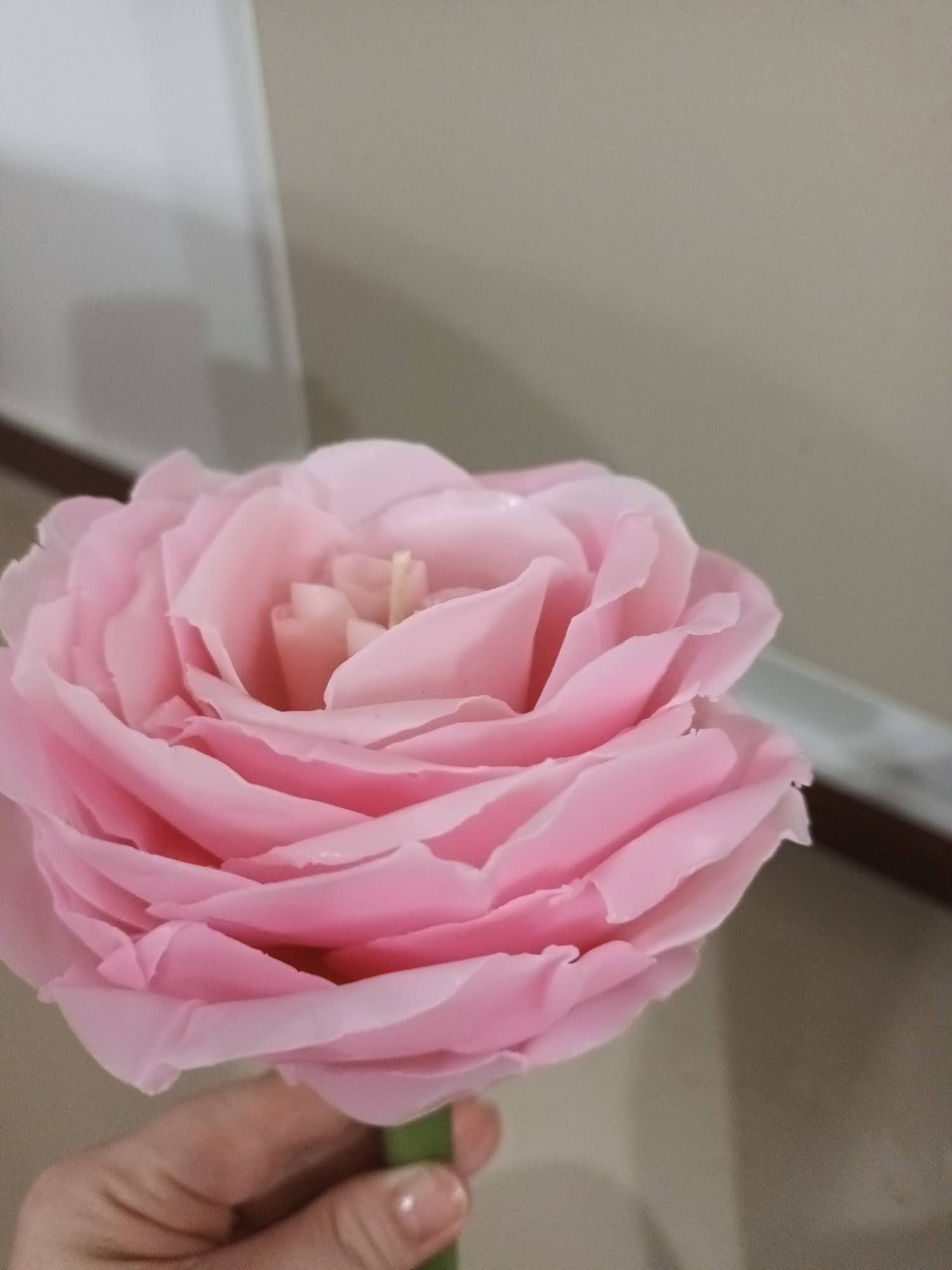 Primer plano de una rosa rosada en plena floración, sostenida en una mano. La flor está contra una pared de color neutro.
