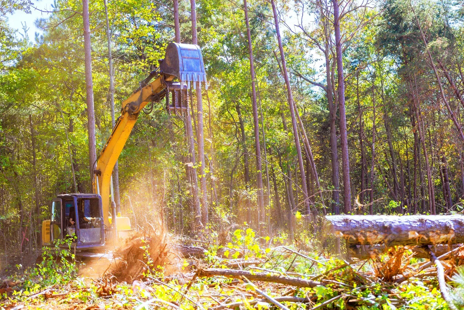 Yellow excavator clearing a forest path, kicking up dust among tall trees