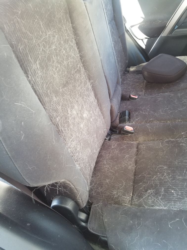 The back seat of a car is covered in hair.