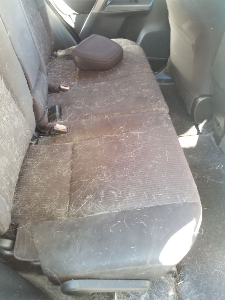 The back seat of a car is covered in dog hair.