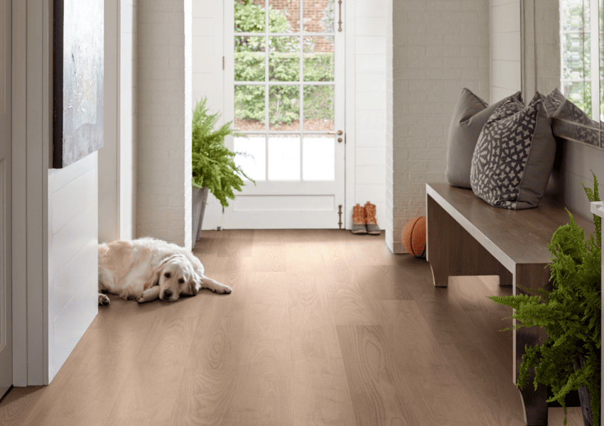 LVP floor in Richland with a white dog