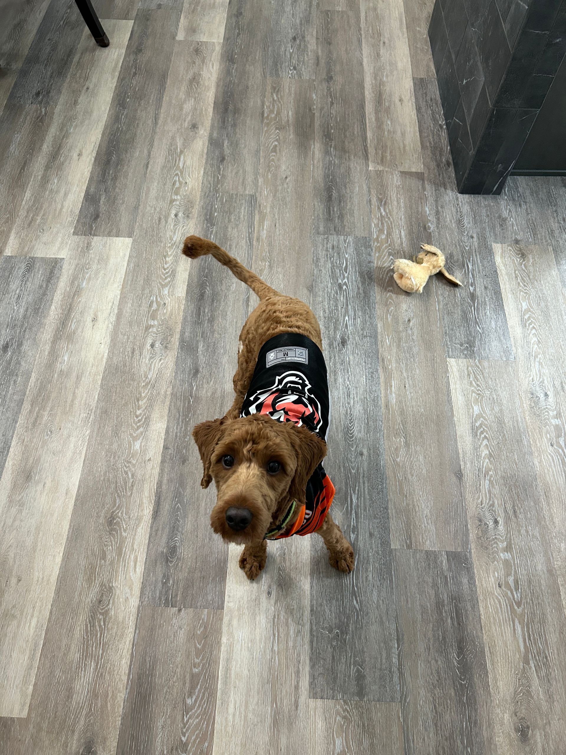 A dog wearing a bandana is standing on a wooden floor.