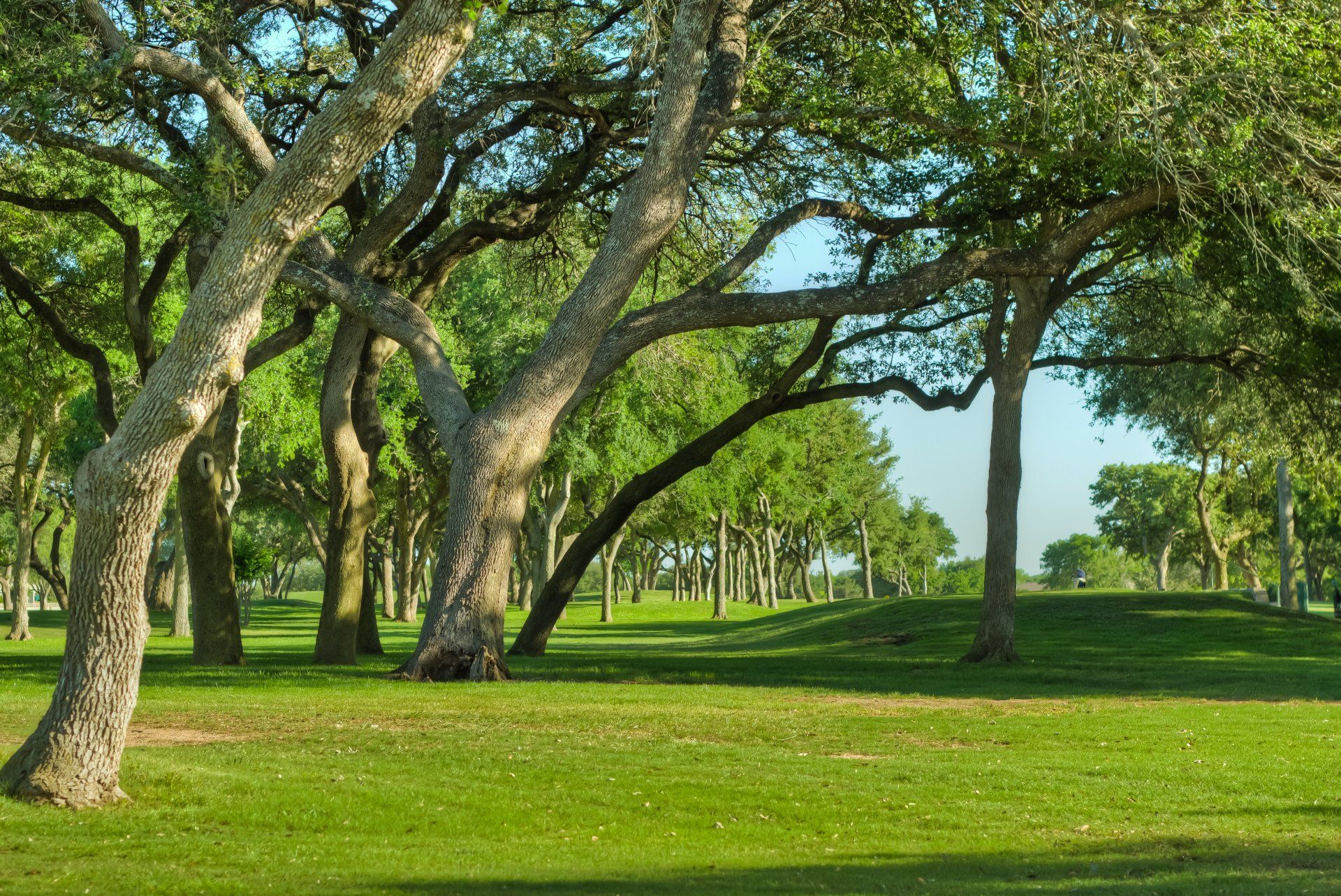 A lush green park with trees and grass on a sunny day