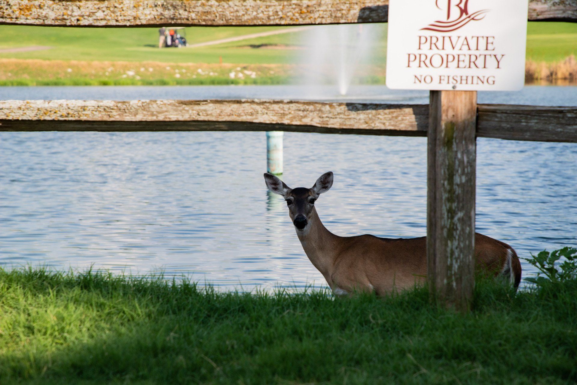 A deer standing next to a sign that says private property no fishing