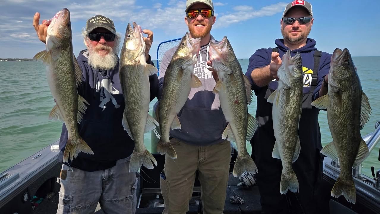 Walleye catch on Lake Erie