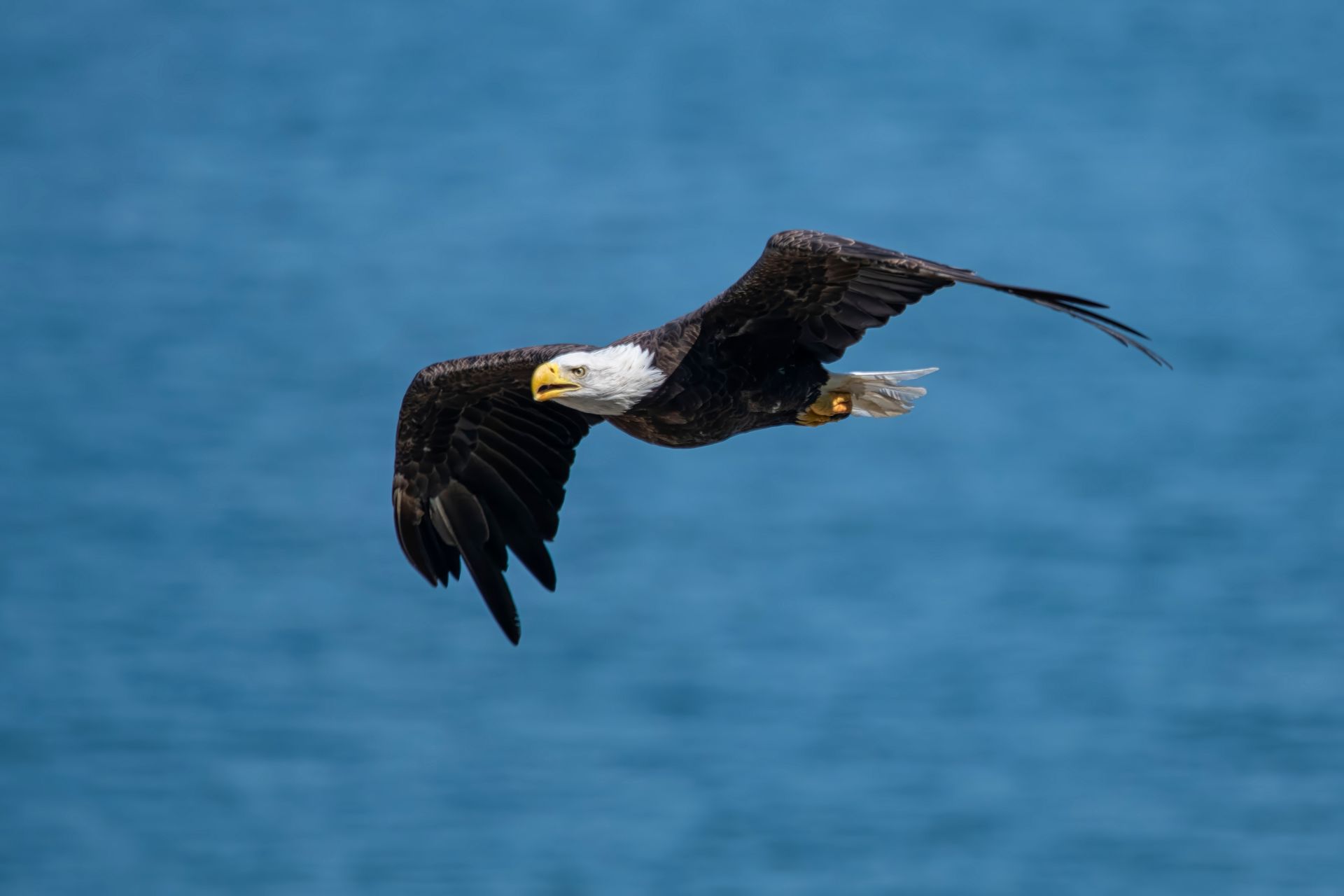 Bald eagle flying over Lake Erie near Cranberry Creek Marina
