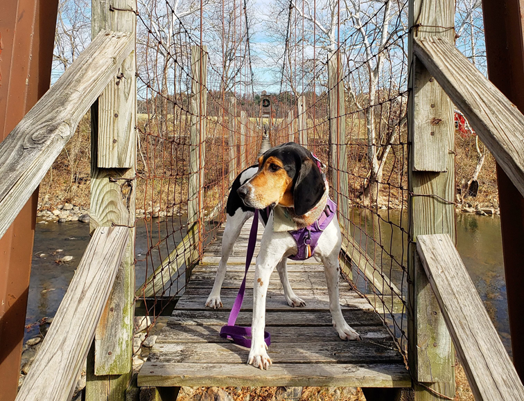 A hunting dog standing on a wooden walkway outside.