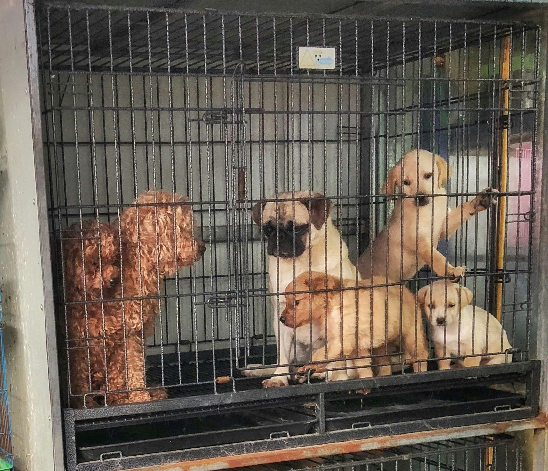 Dogs and puppies in a crowded cage.