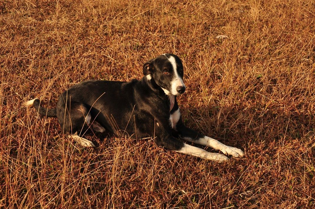 A black and white dog lying down in a field.