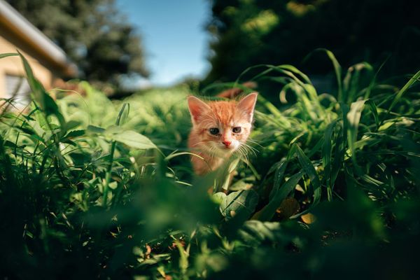 A little kitten walk through tall grass with a house in the background.