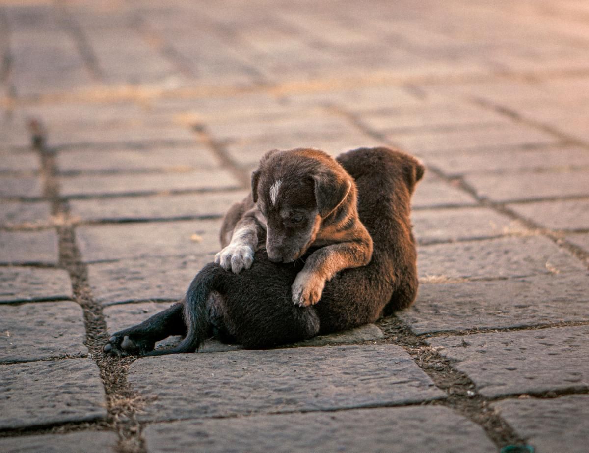 Two small puppies on a sidewalk.