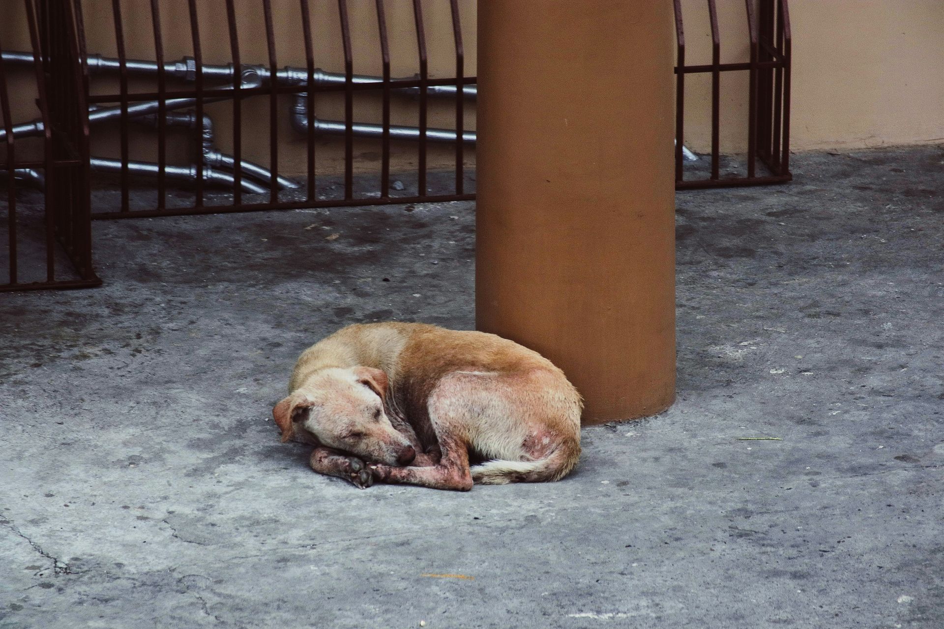 An abandoned dog curled up on the street by a post. The dog looks dirty and possibly injured.