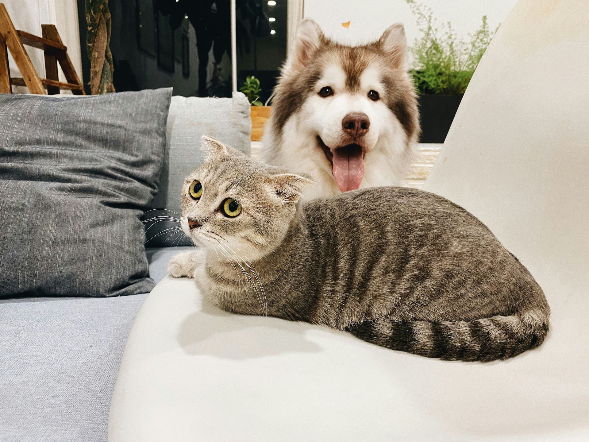 A gray cat and a husky or malamute dog sitting on a white couch together.