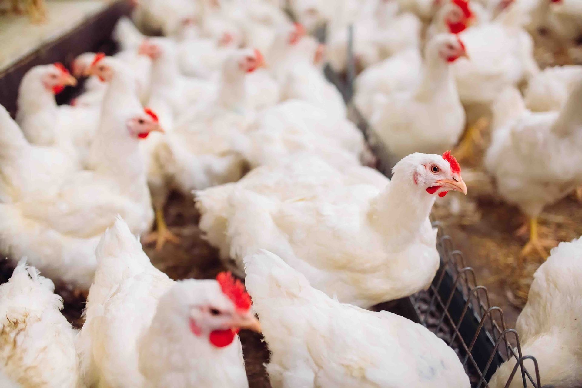 A group of white chickens standing next to each other in a cage.