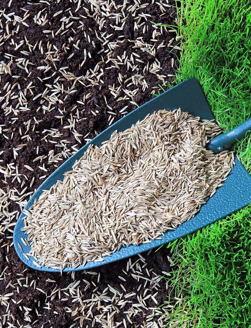 A shovel filled with grass seeds is sitting on top of a pile of grass seeds.