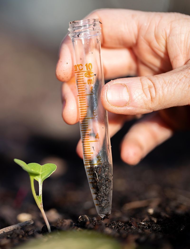 A person is measuring a plant in a test tube