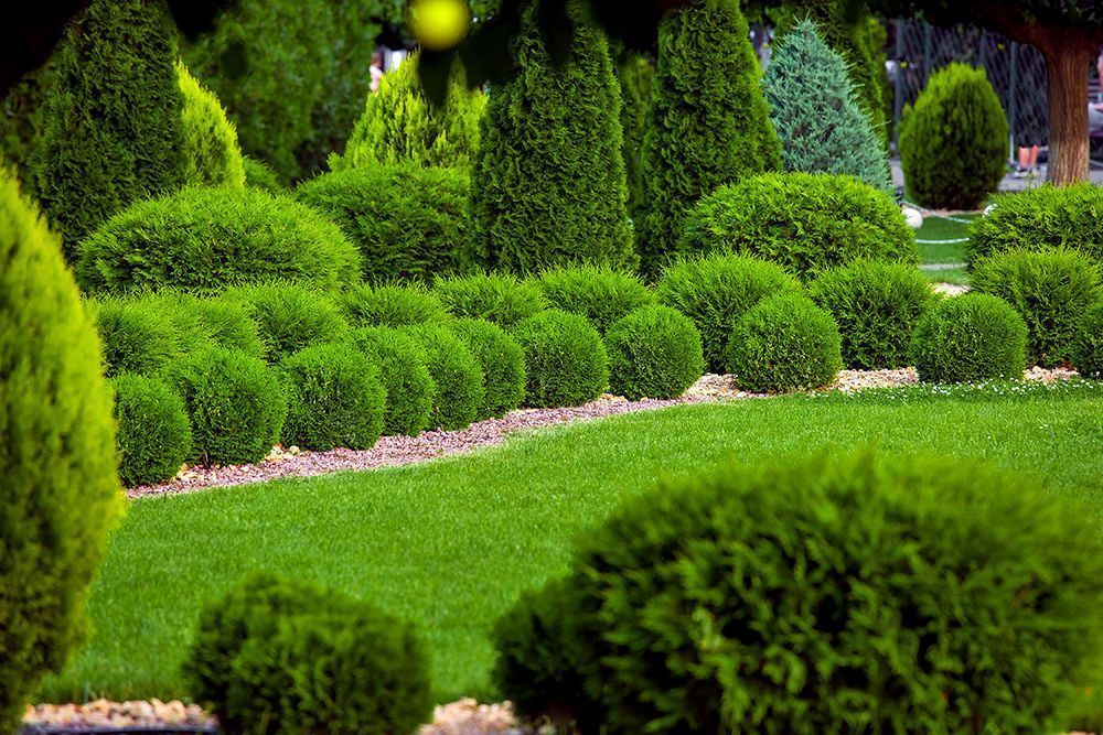 A lush green garden filled with lots of trees and bushes.