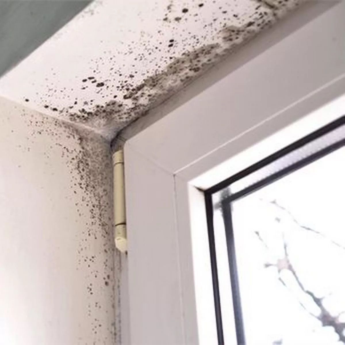 A white wall with black mold growing on it.