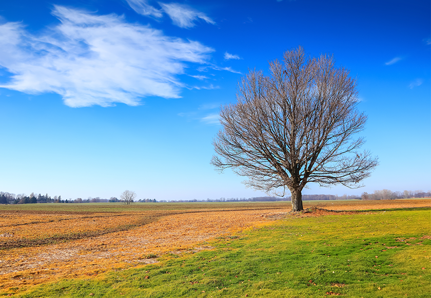 A tree in the middle of a field without leaves.