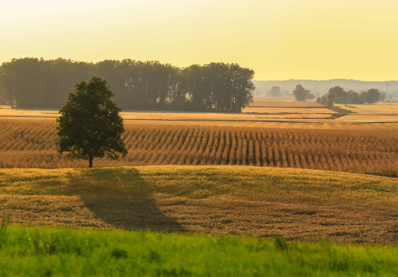A tree in the middle of a field with trees in the background