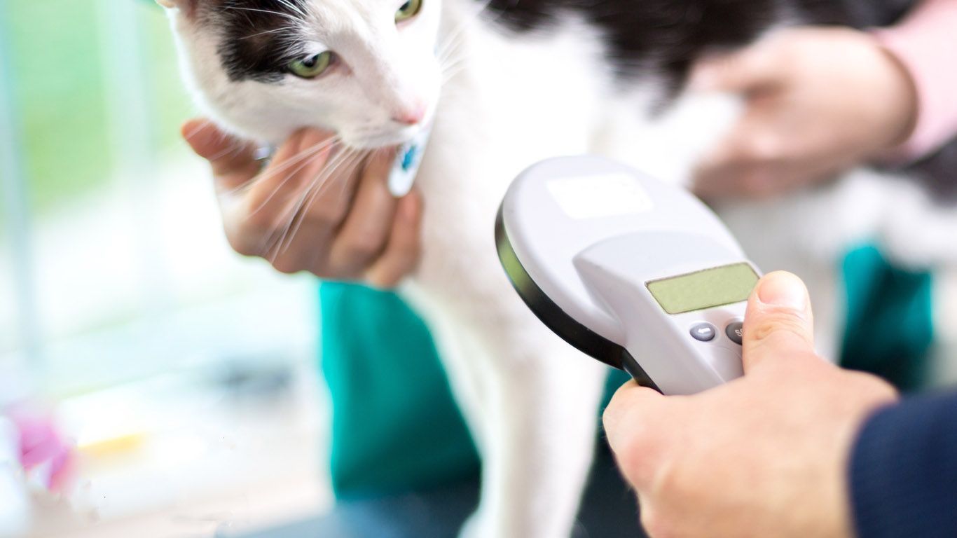 microchip para mascotas