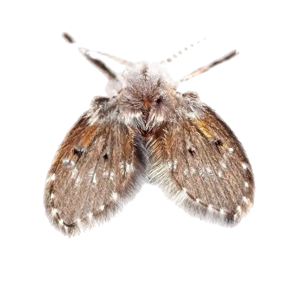 Pest Control services in Fort Lauderdale, FL