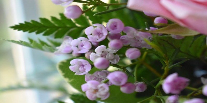 cremation services in Layton UT