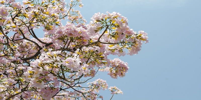 cremation services in Layton UT