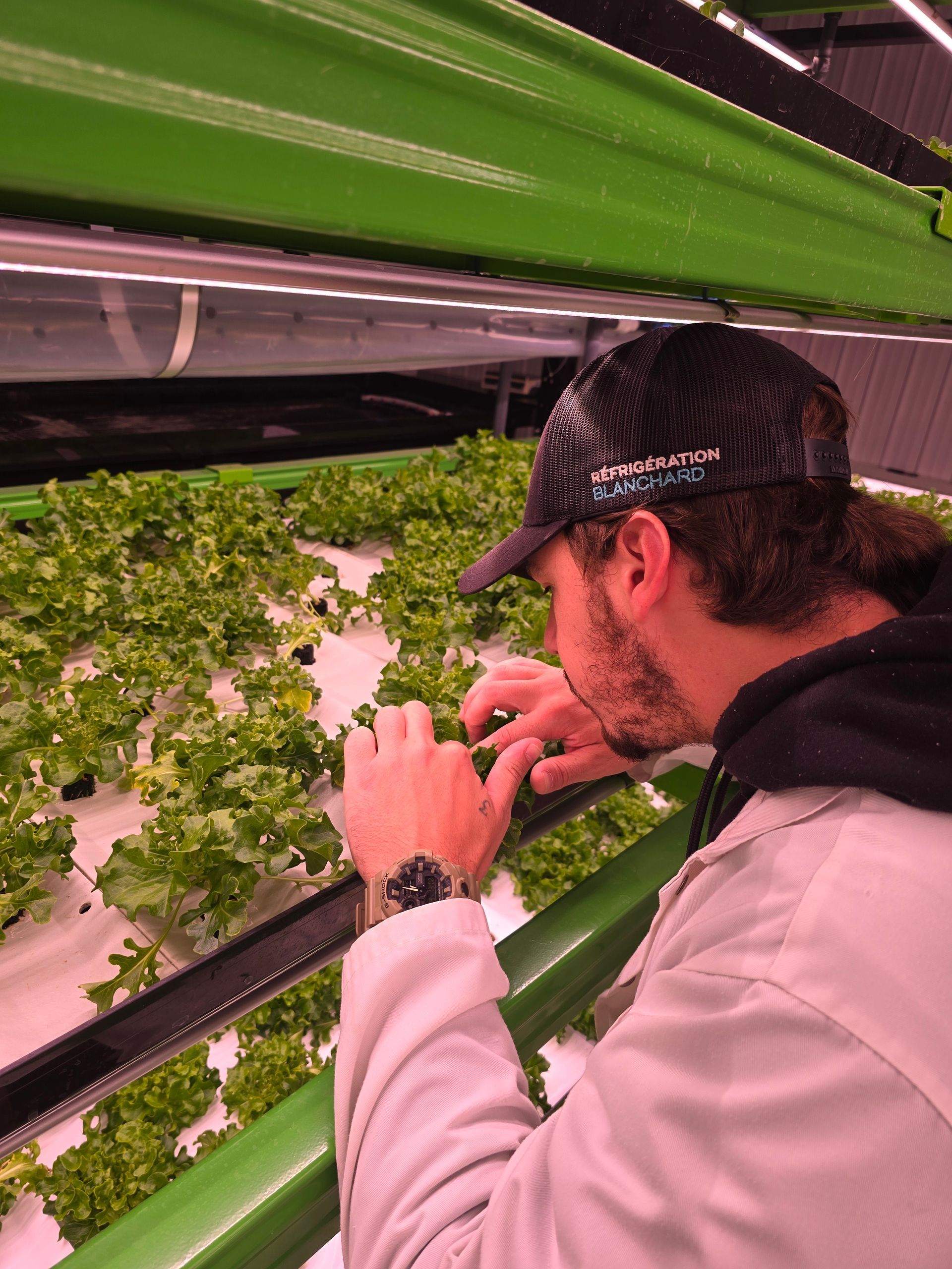 Une personne examine des laitues dans une ferme verticale. Elle porte une casquette et le décor est éclairé par des lumières vertes et roses.