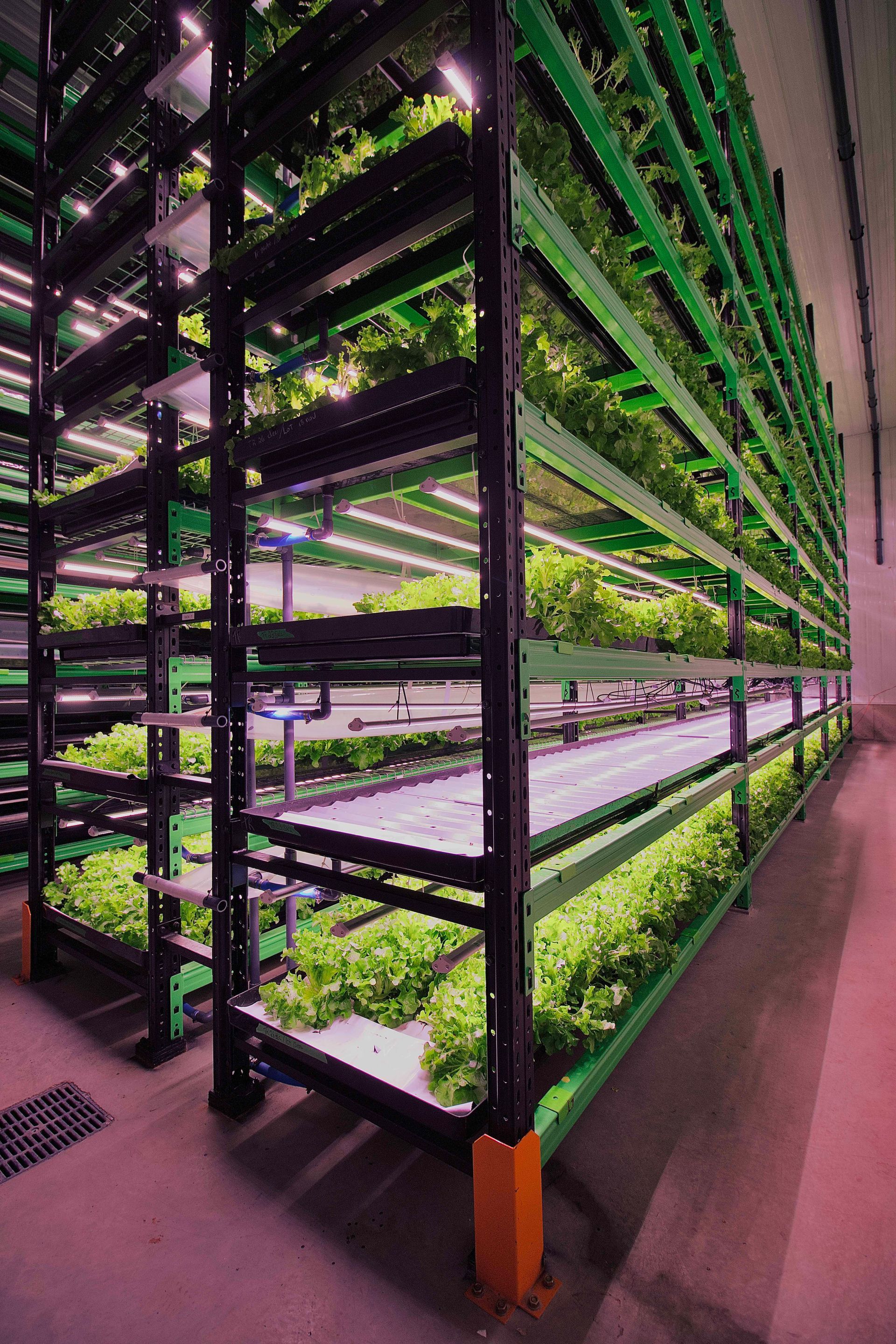 Installation d'agriculture verticale avec des étagères étagées où poussent des légumes-feuilles verts, éclairées par des LED.