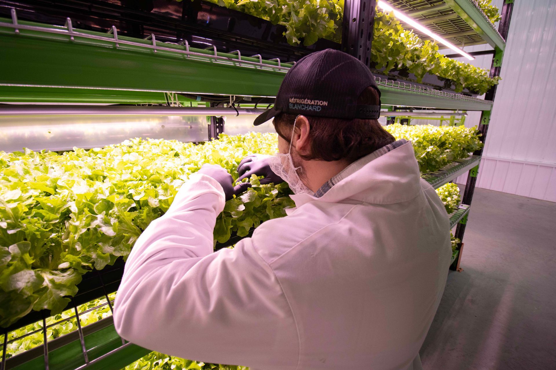 Un homme avec un chapeau regarde des plants de laitue dans une serre.