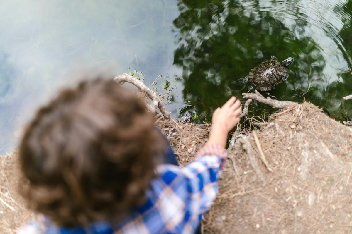 kid wearing a blue-and-white plaid long-sleeve shirt reaching for the small brown-and-black turtle in a body of water