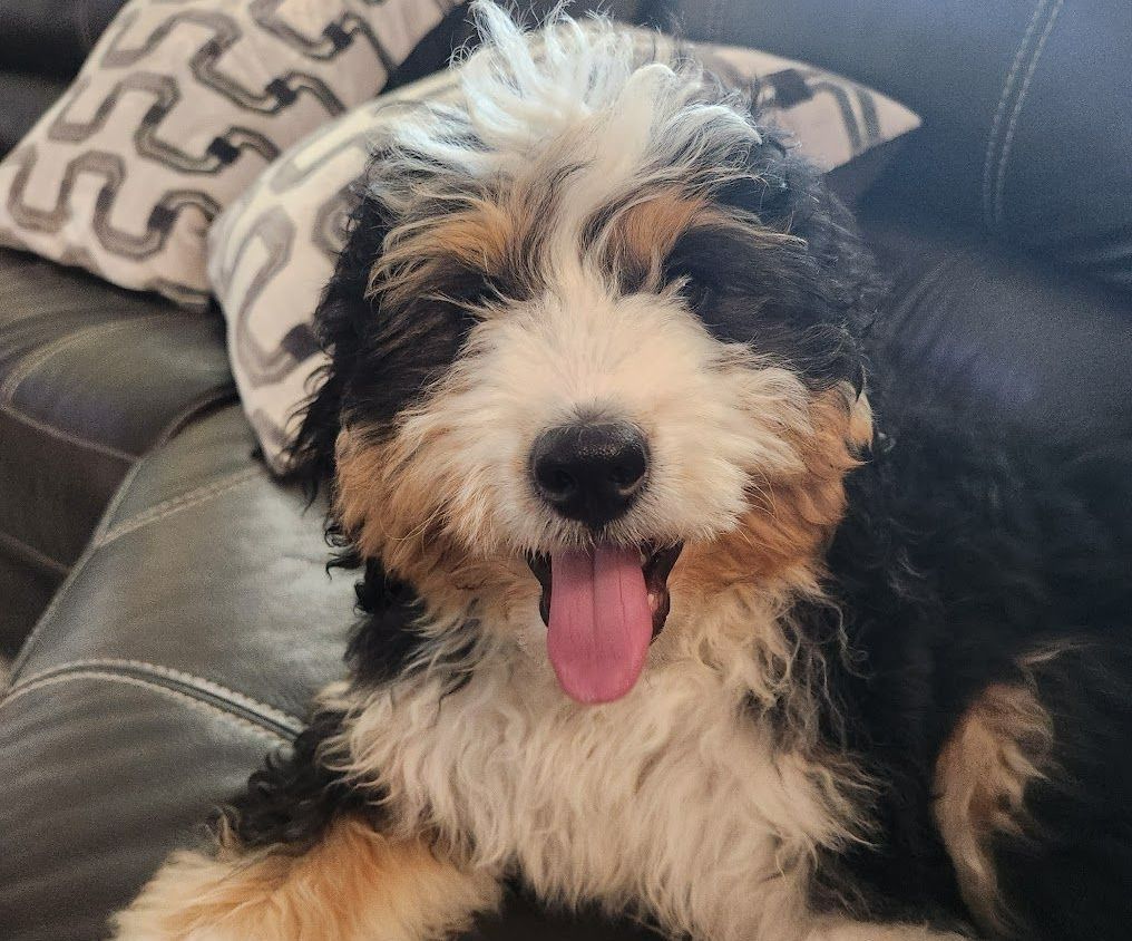 Mobile Dog Groomers in Allen, Frisco & McKinney TX Pet Grooming by