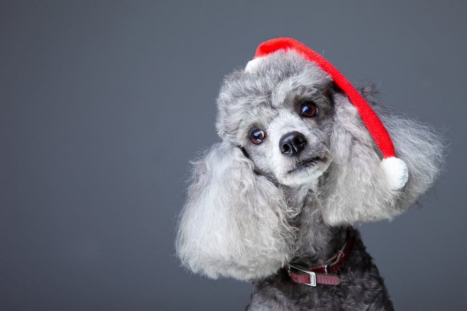 Christmas Gifts For Your Dog - Pampering Your Pet