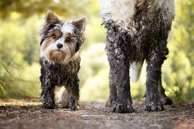 do eggs make dogs coats shiny