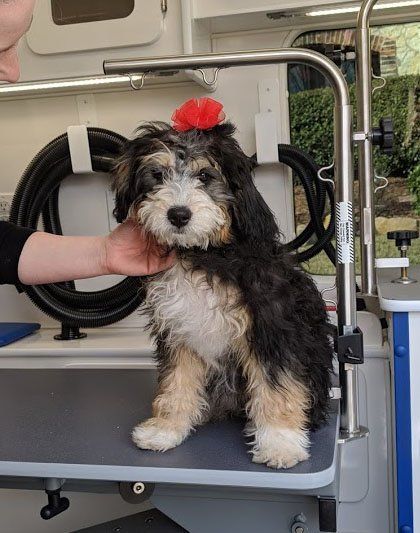 Mobile Dog Groomer Primped Pooches Mobile Dog Spa