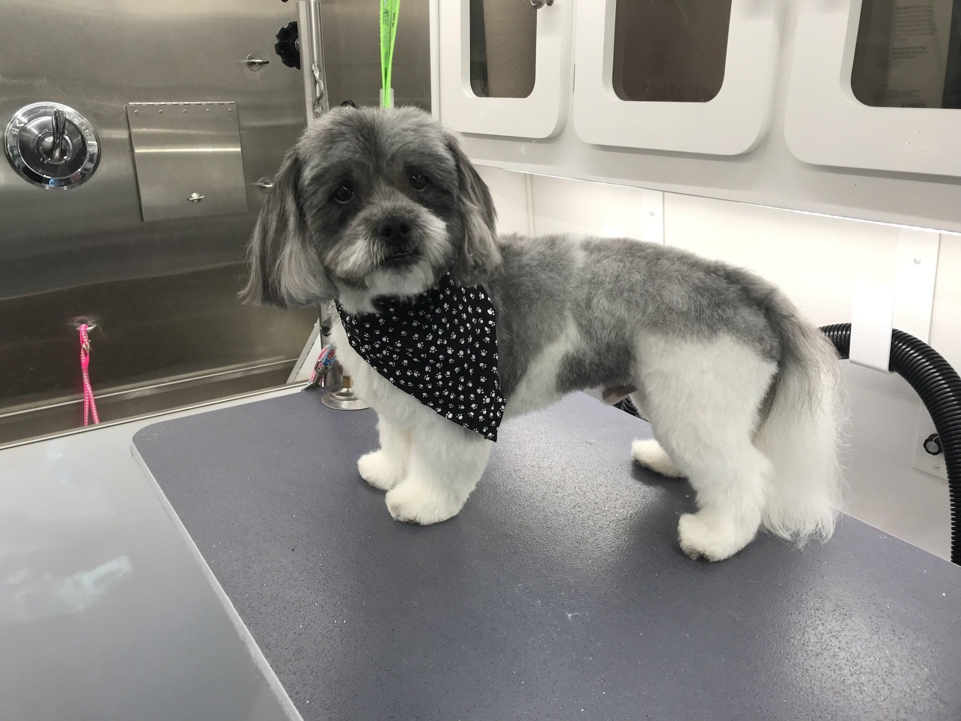 Mobile Dog Groomer Near Me | McKinney, Allen, Frisco & Plano | Primped ... - Mobile Pet Grooming Near Me Today
