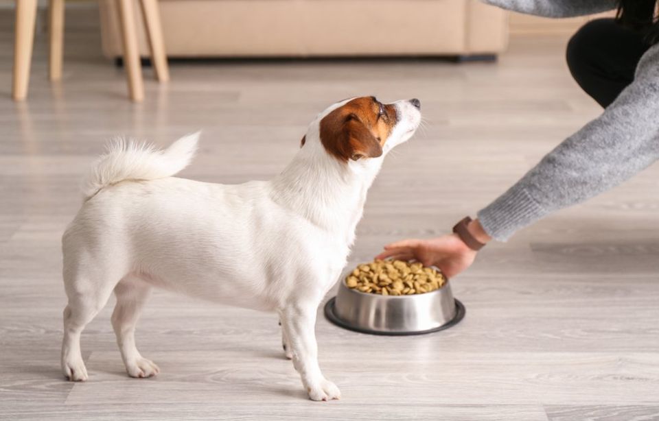 Feed your dog the right food for a shiny coat and healthy skin.