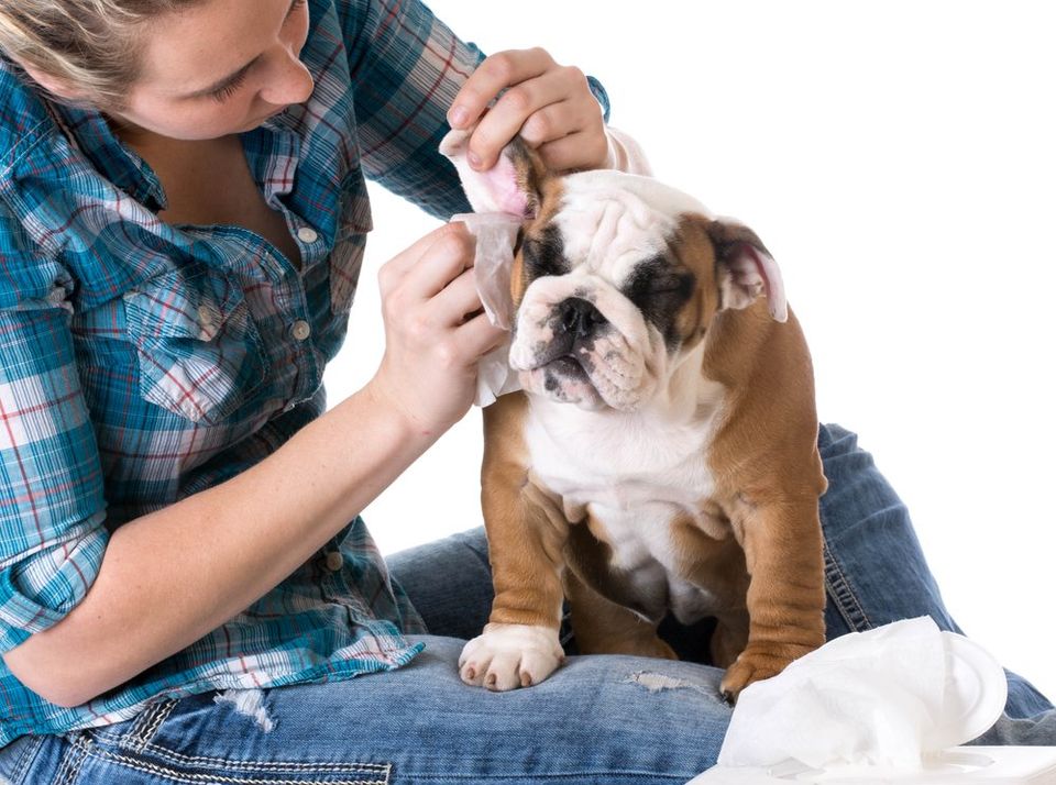 Here's why it's important to get your dog's ears cleaned.