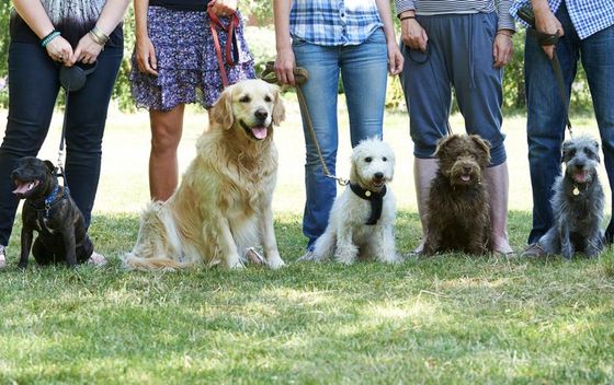 Dog shedding explained