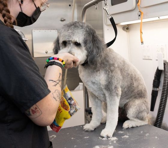 Dog shedding explained